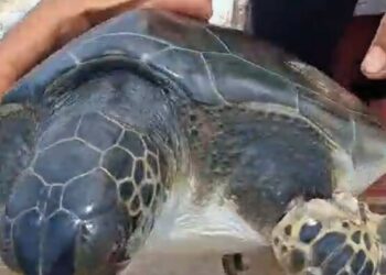 Çuvala dolanan caretta carettayı balıkçı kurtardı