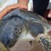 Çuvala dolanan caretta carettayı balıkçı kurtardı