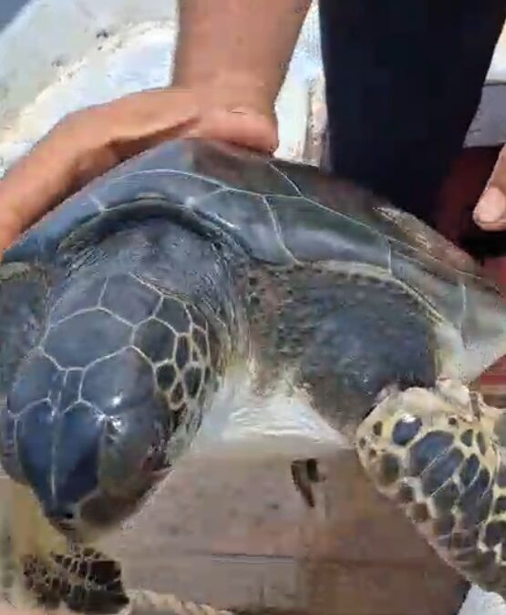 Çuvala dolanan caretta carettayı balıkçı kurtardı