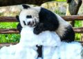 Çin'de panda yavrusu Wang Shu'nun 1’inci doğum günü kutlandı