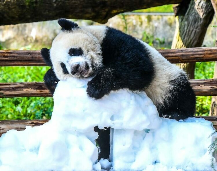 Çin'de panda yavrusu Wang Shu'nun 1’inci doğum günü kutlandı