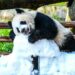 Çin'de panda yavrusu Wang Shu'nun 1’inci doğum günü kutlandı