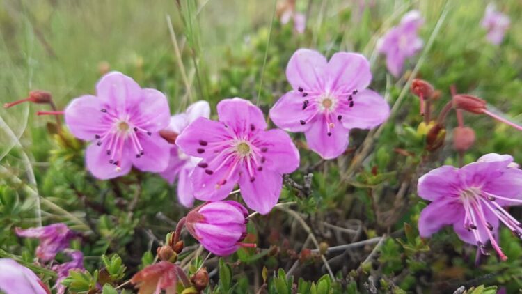 Artvin'in endemik güzelliği dağ gülü, Tiryal Dağı'nda çiçek açtı