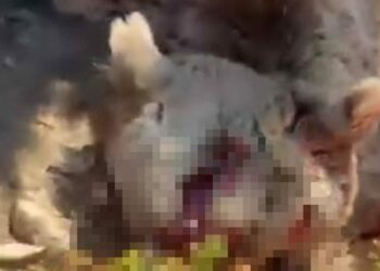 'Elle beslenen ayıların davranışları tamamen değişir, bu durum ölümcül riskler barındırır'