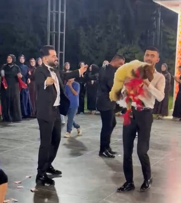 Düğünde damada kuzu hediye etti