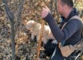 Özel eğitimli köpeklerle 112 bin hektar tarandı, yer altında 22 ton trüf mantarı tespit edildi