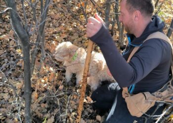 Özel eğitimli köpeklerle 112 bin hektar tarandı, yer altında 22 ton trüf mantarı tespit edildi