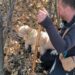 Özel eğitimli köpeklerle 112 bin hektar tarandı, yer altında 22 ton trüf mantarı tespit edildi