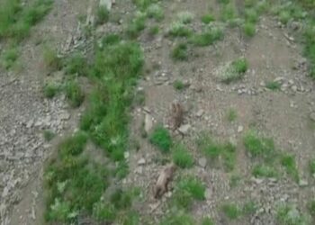 Kırsalda yiyecek arayan ayı, dronu fark edince kaçtı