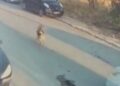 Silivri'de aracıyla sokak köpeğine çarpıp ölümüne neden olan sürücü tutuklandı