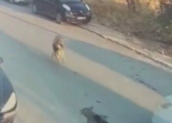 Silivri'de aracıyla sokak köpeğine çarpıp ölümüne neden olan sürücü tutuklandı