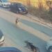 Silivri'de aracıyla sokak köpeğine çarpıp ölümüne neden olan sürücü tutuklandı