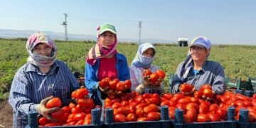 Amik Ovası'nda 35 derecede domates hasadı