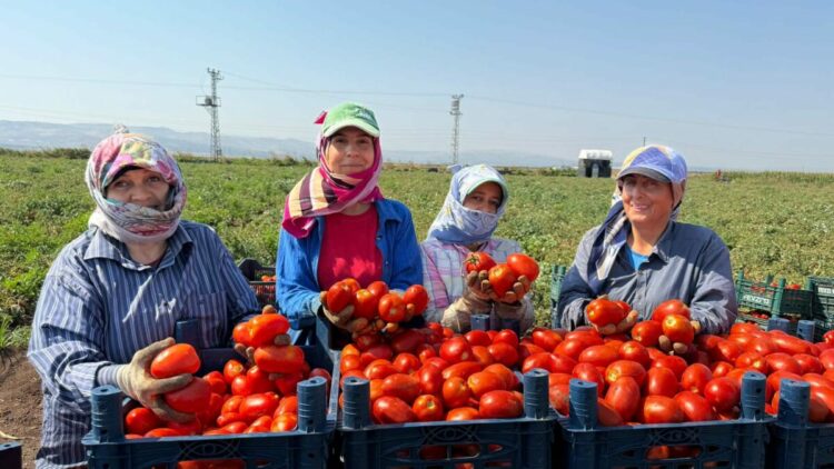 Amik Ovası'nda 35 derecede domates hasadı