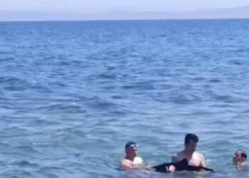 Tekirdağ'da yavru yunus yüzenlerin yanına geldi