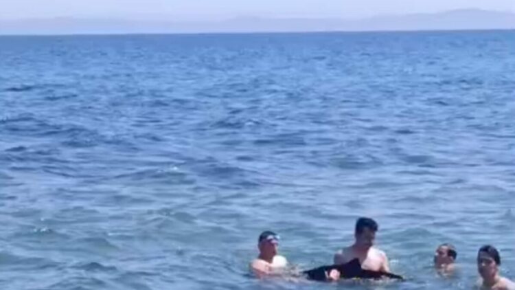 Tekirdağ'da yavru yunus yüzenlerin yanına geldi
