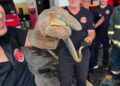 Yalova'ya feribotla gelen otomobilde yılan çıktı; o anlar kamerada