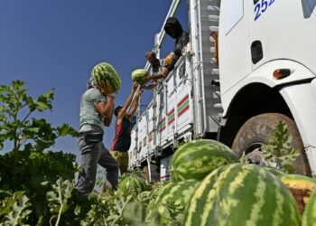 Hasadı süren Diyarbakır karpuzu, Türkiye'nin dört bir yanına gönderiliyor