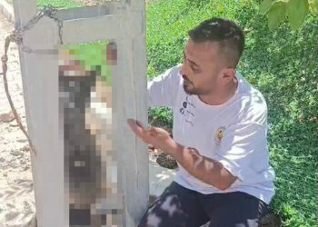Evin avlusundan çalınan köpek, elektrik direğinde asılı halde ölü bulundu