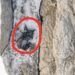 Ölen dağcının, 200 metre sürüklendikten sonra ipte asılı kaldığı bölge dronla görüntülendi