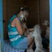 Geçici hevesle alınıp terk edilen cins köpekler, sahiplenilmeyi bekliyor