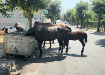 Avcılar'da başıboş atlar tehlikeye davetiye çıkarıyor