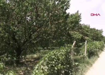 Kayseri'de geçen yıl don vuran kayısıda hasat başladı