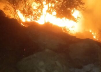 Muğla’da orman yangını