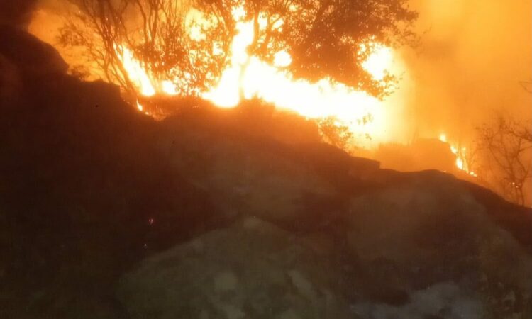 Muğla’da orman yangını