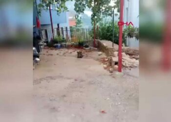 Alanya'da yaralı bulunan domuz yavrusu tedaviye alındı