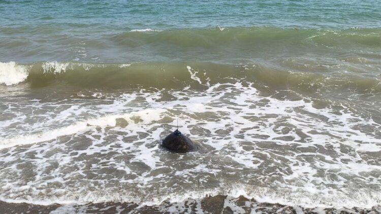 Tedavi edilen Mersin ile Göksu, mavi sulara bırakıldı