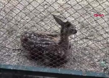Afyonkarahisar'da tedavileri tamamlanan yabani hayvanlar doğaya salındı