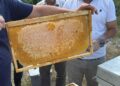 Yenice ıhlamur balında hasat başladı