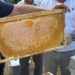 Yenice ıhlamur balında hasat başladı