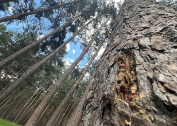 Finlandiya'dan ithal edilen uçucu yağ, Doğu'daki sarıçam ormanlarından üretilecek