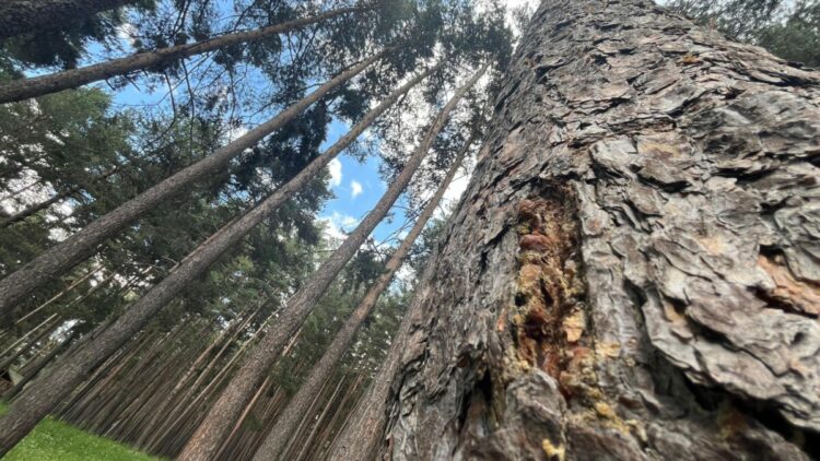 Finlandiya'dan ithal edilen uçucu yağ, Doğu'daki sarıçam ormanlarından üretilecek
