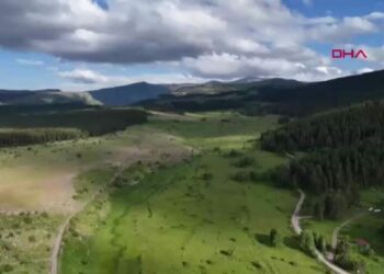 Finlandiya'dan ithal edilen uçucu yağ, Doğu'daki sarıçam ormanlarında üretilecek