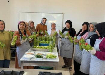 Midyatlı kadınlar, coğrafi işaretli acurun turşusunu kuruyor