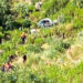 Antalya'da kamyonet, uçuruma yuvarlandı; aynı aileden 5 kişi öldü, 2 yaralı