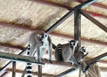 Tarsus Doğa Parkı’nda yeni bireyler gözlerini dünyaya açtı