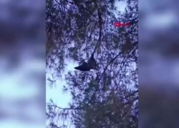 Aydın'da ağaçta asılı kalan kargayı itfaiye kurtardı