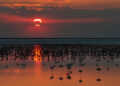 Son 5 yılın en yüksek yavru flamingo sayısına ulaşılan Tuz Gölü’nde eşsiz görüntüler
