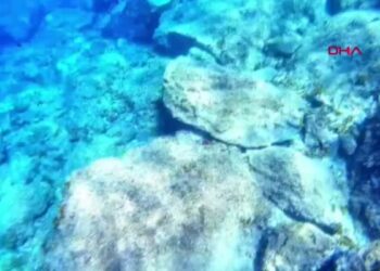 Ayvalık'ta aslan balığı görüntülendi