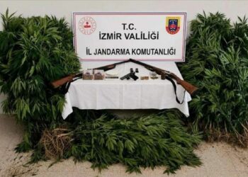 İzmir'de ormanda kenevir yetiştiren şüpheli tutuklandı