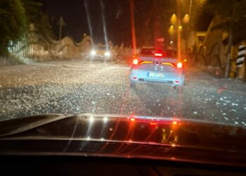 Sakarya'da milyonlarca kelebeğin ölüm dansı