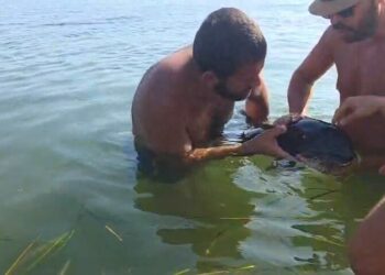 Plajda görülen yavru yunus, gözlerinde enfeksiyon temizlenip denize bırakıldı