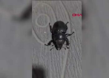 Tokat’ta gergedan böceği görüldü
