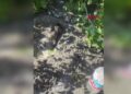 Mikserden dökülen betonda mahsur kalan yavru köpeği itfaiye kurtardı