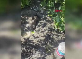 Mikserden dökülen betonda mahsur kalan yavru köpeği itfaiye kurtardı