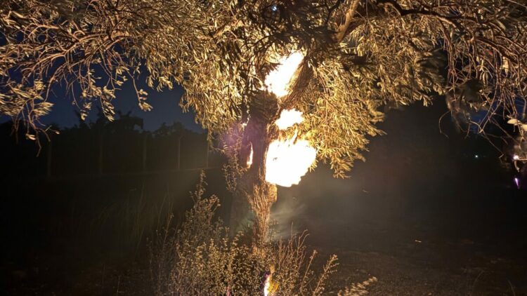 Aydın’da 100 dönüm zeytin bahçesi yandı